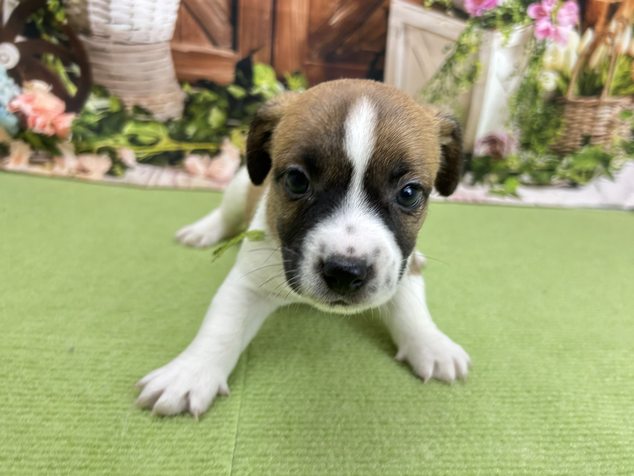 ジャックラッセルテリア