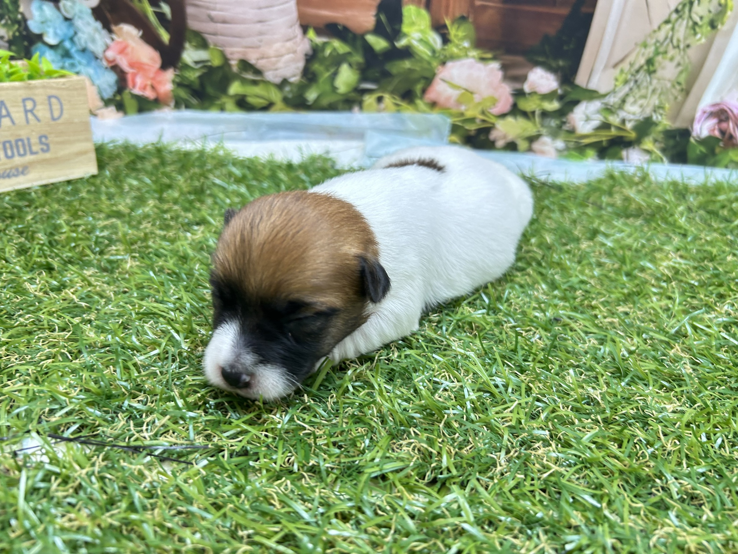 赤ちゃん写真1-2