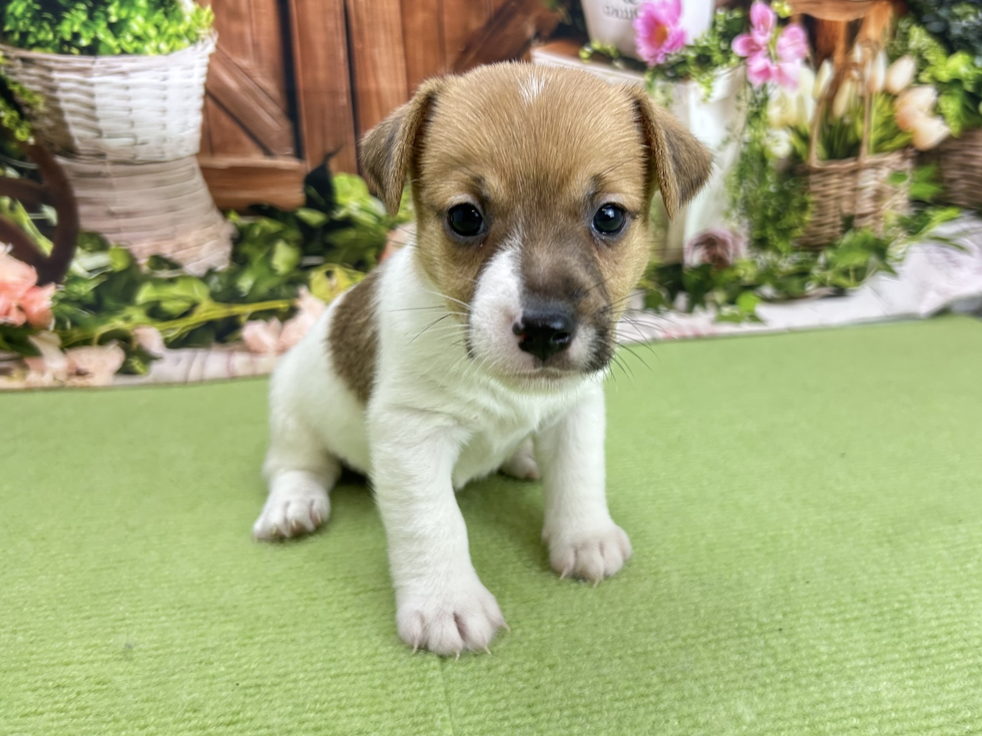 ジャックラッセルテリア