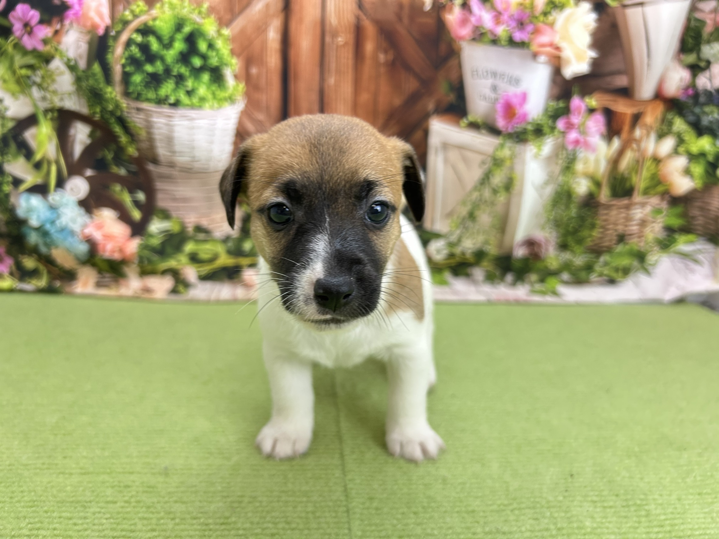 ジャックラッセルテリア