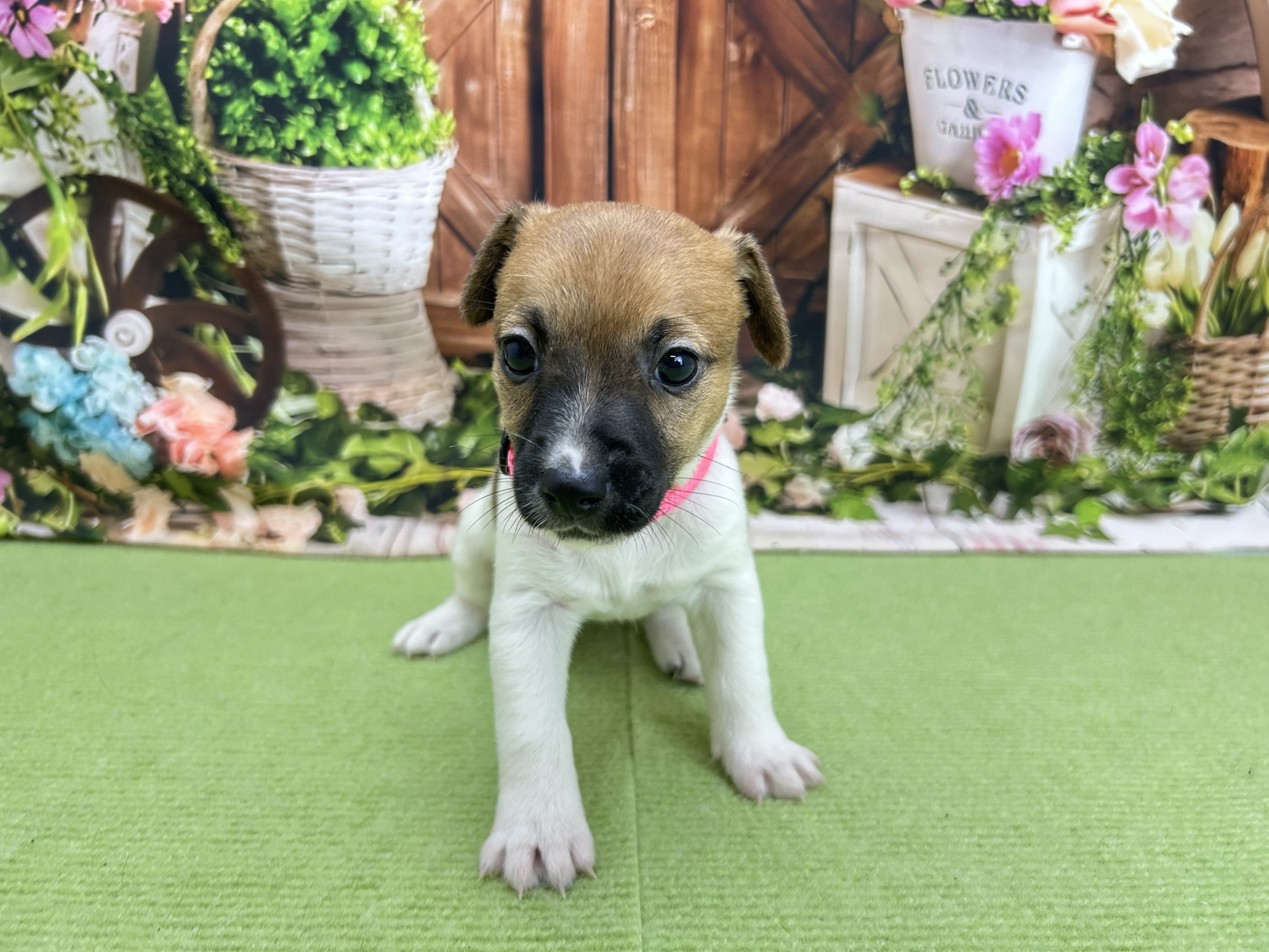 ジャックラッセルテリア