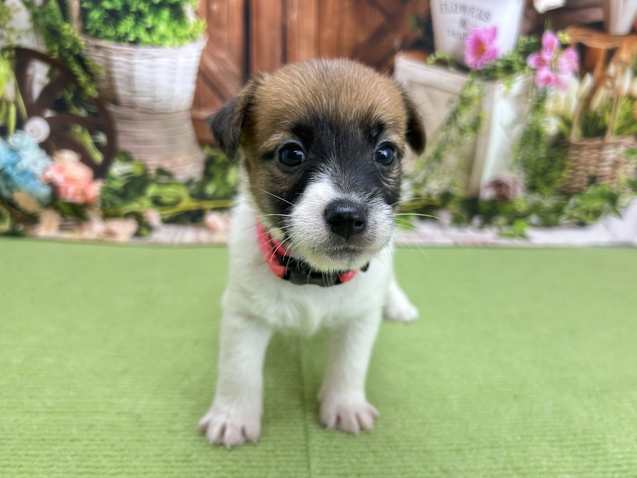 ジャックラッセルテリア