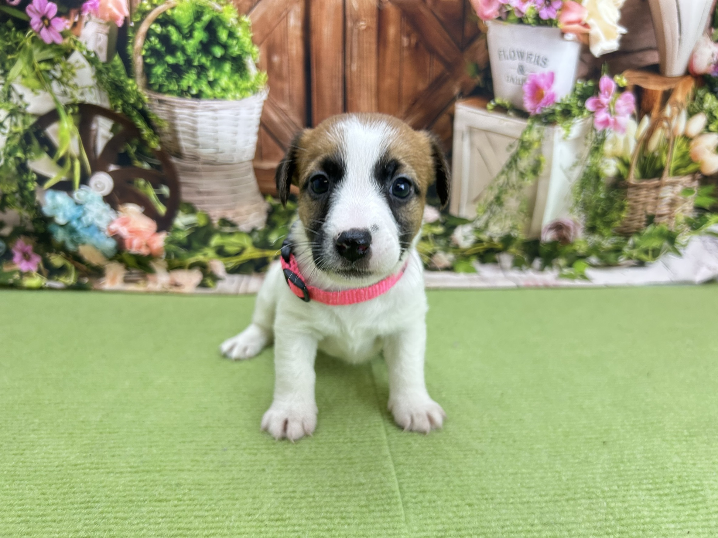 ジャックラッセルテリア