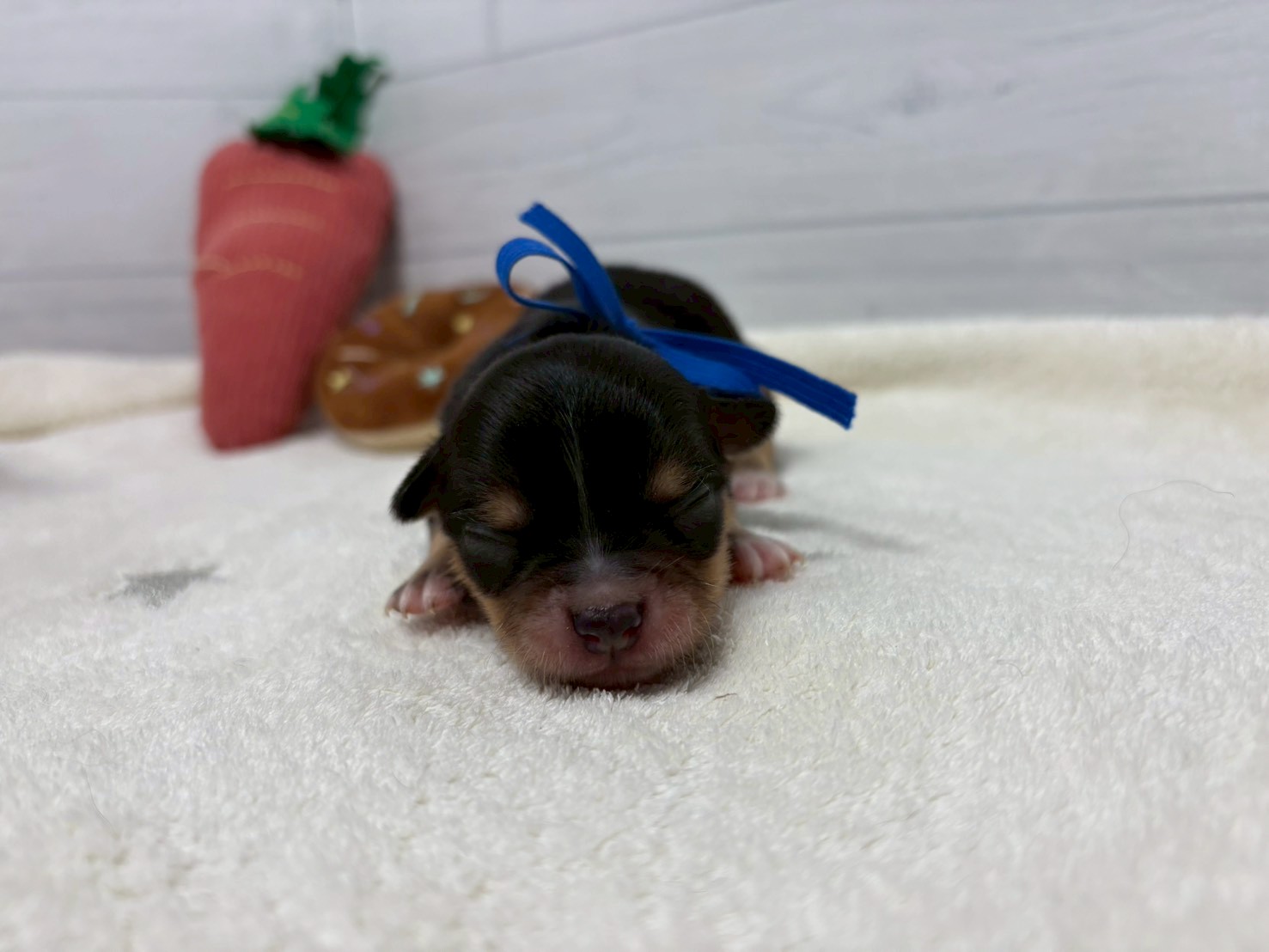 赤ちゃん写真1-1