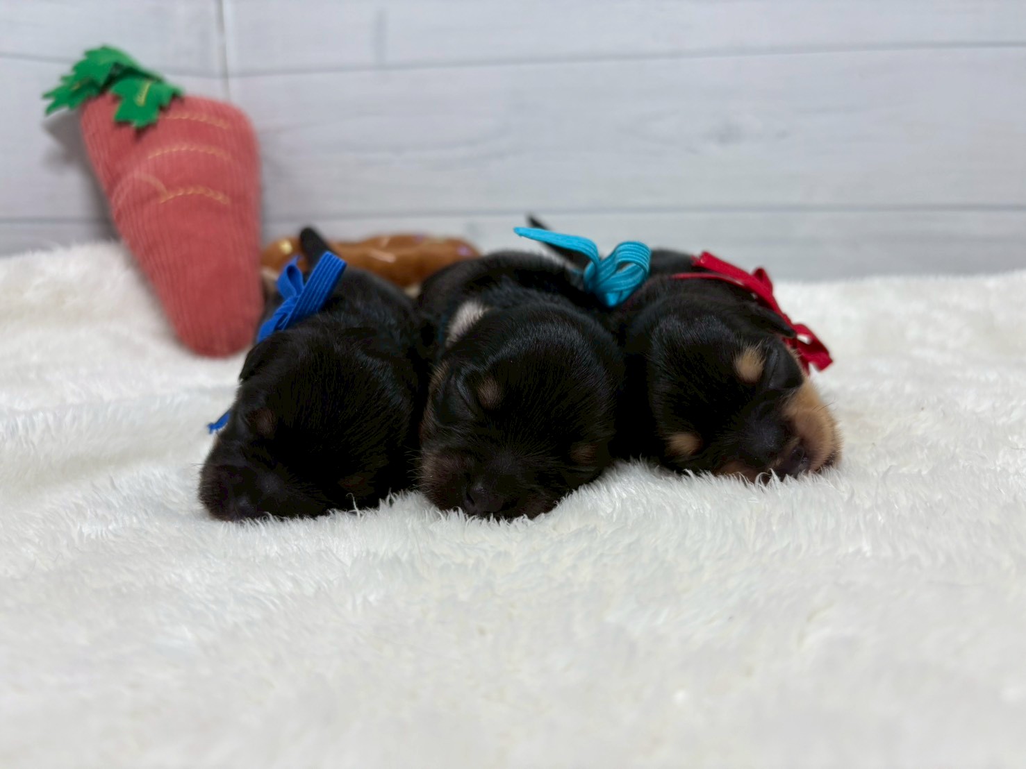 赤ちゃん写真1-3