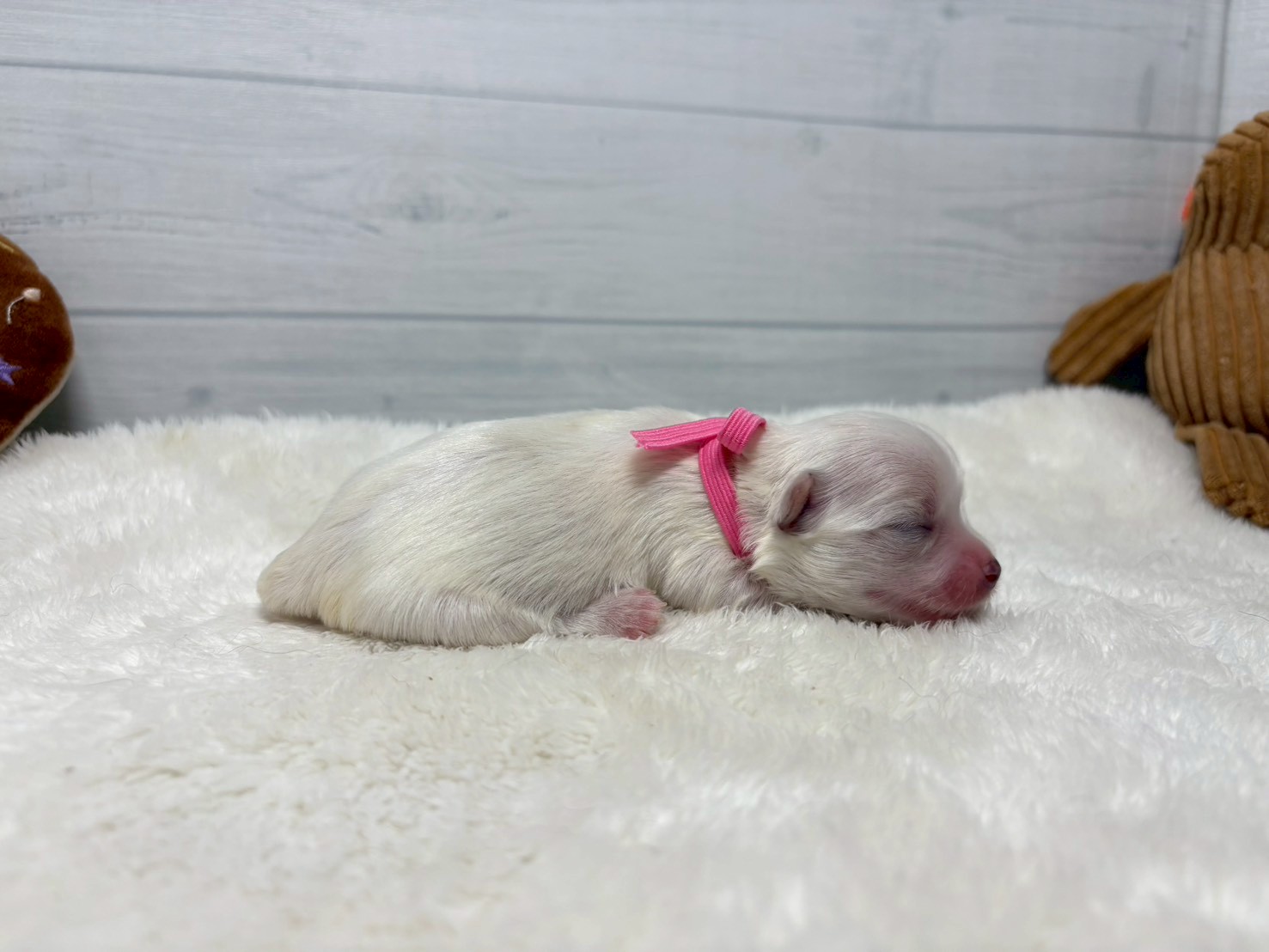 赤ちゃん写真1-2
