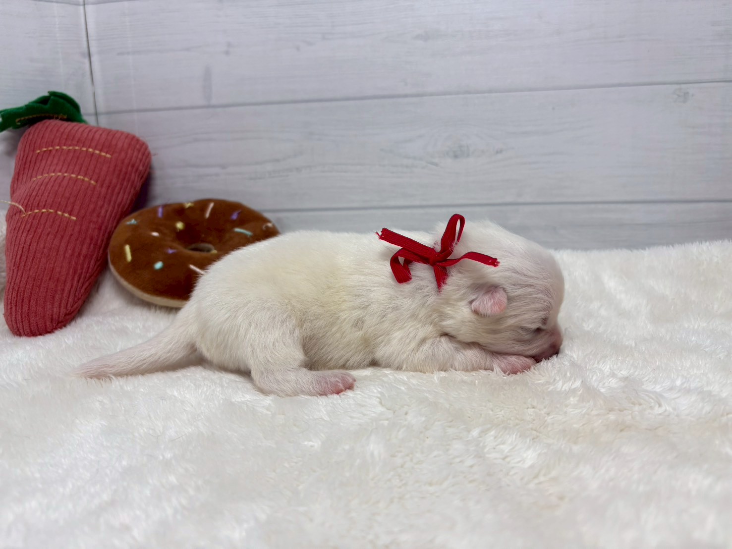 赤ちゃん写真1-2