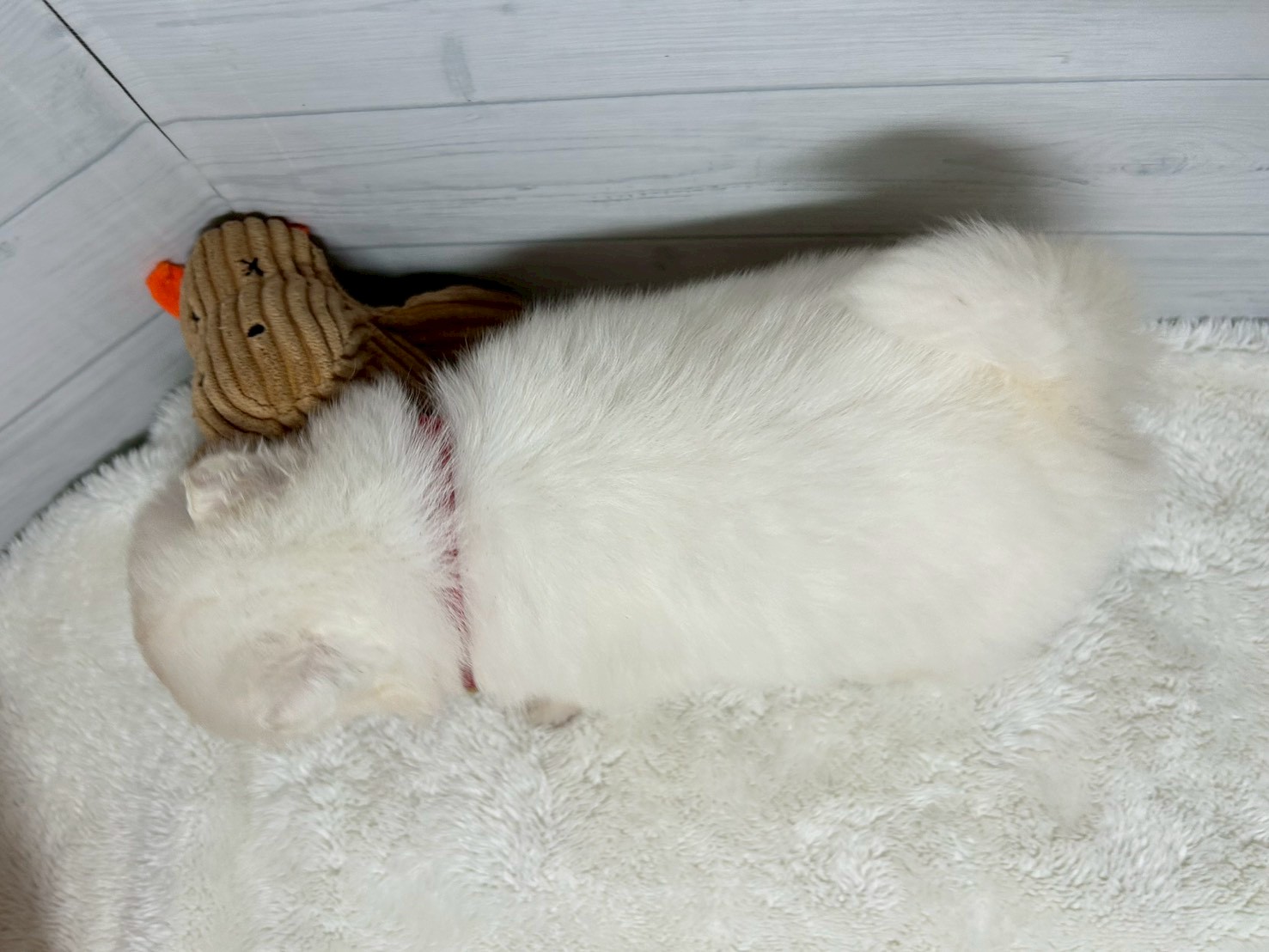 赤ちゃん写真2-3