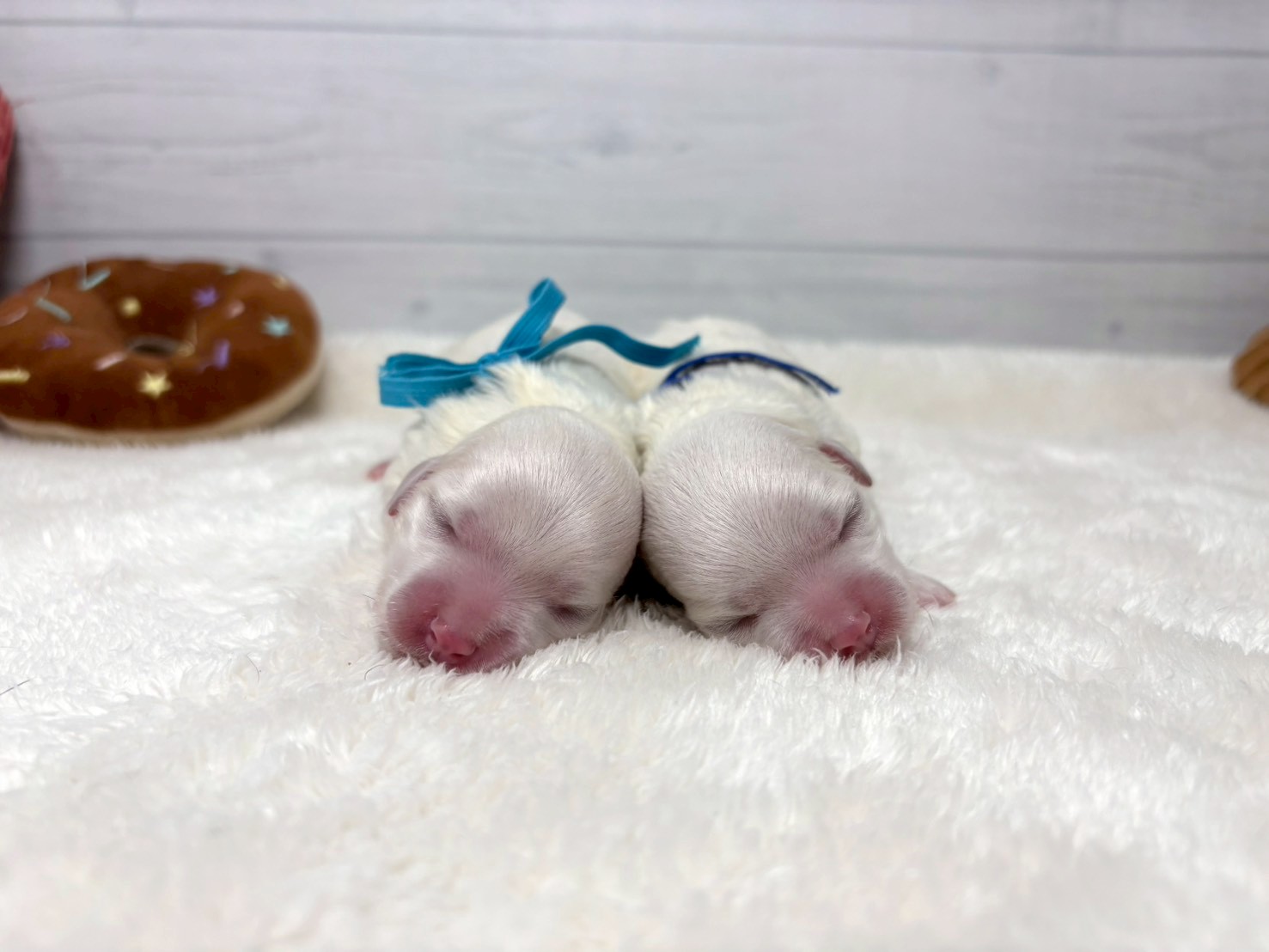 赤ちゃん写真1-3