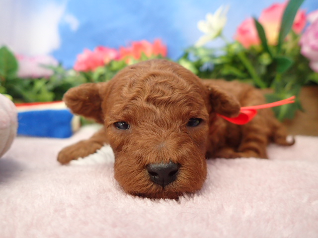 トイ・プードル