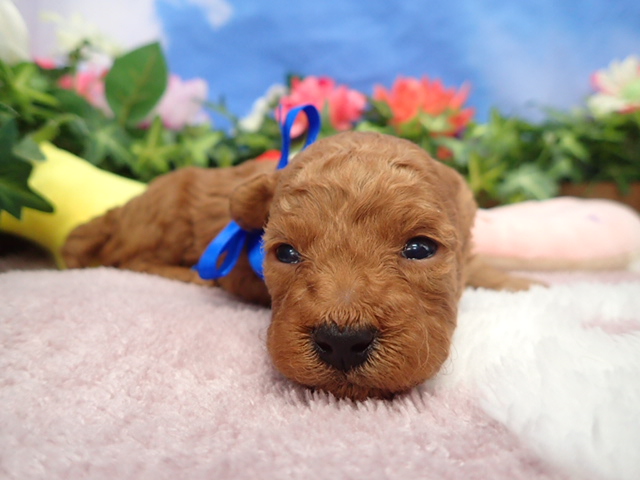 トイ・プードル