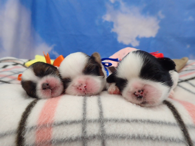 赤ちゃん写真1-3