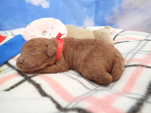 赤ちゃん写真1-2