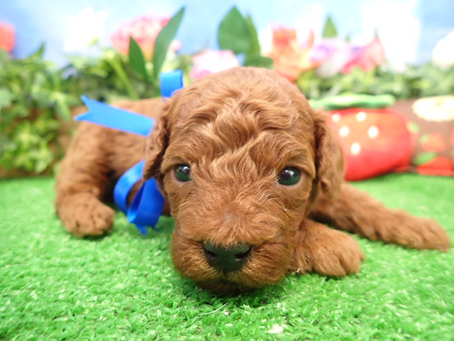 トイ・プードル