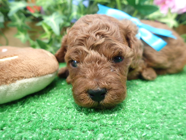 トイ・プードル