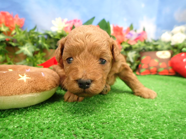 トイ・プードル