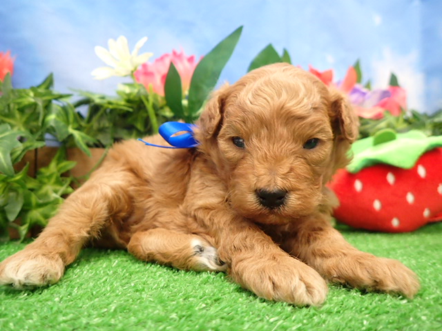 トイ・プードル