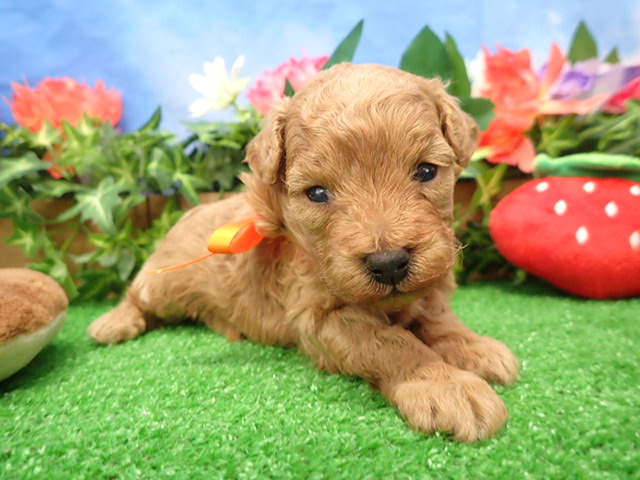 トイ・プードル