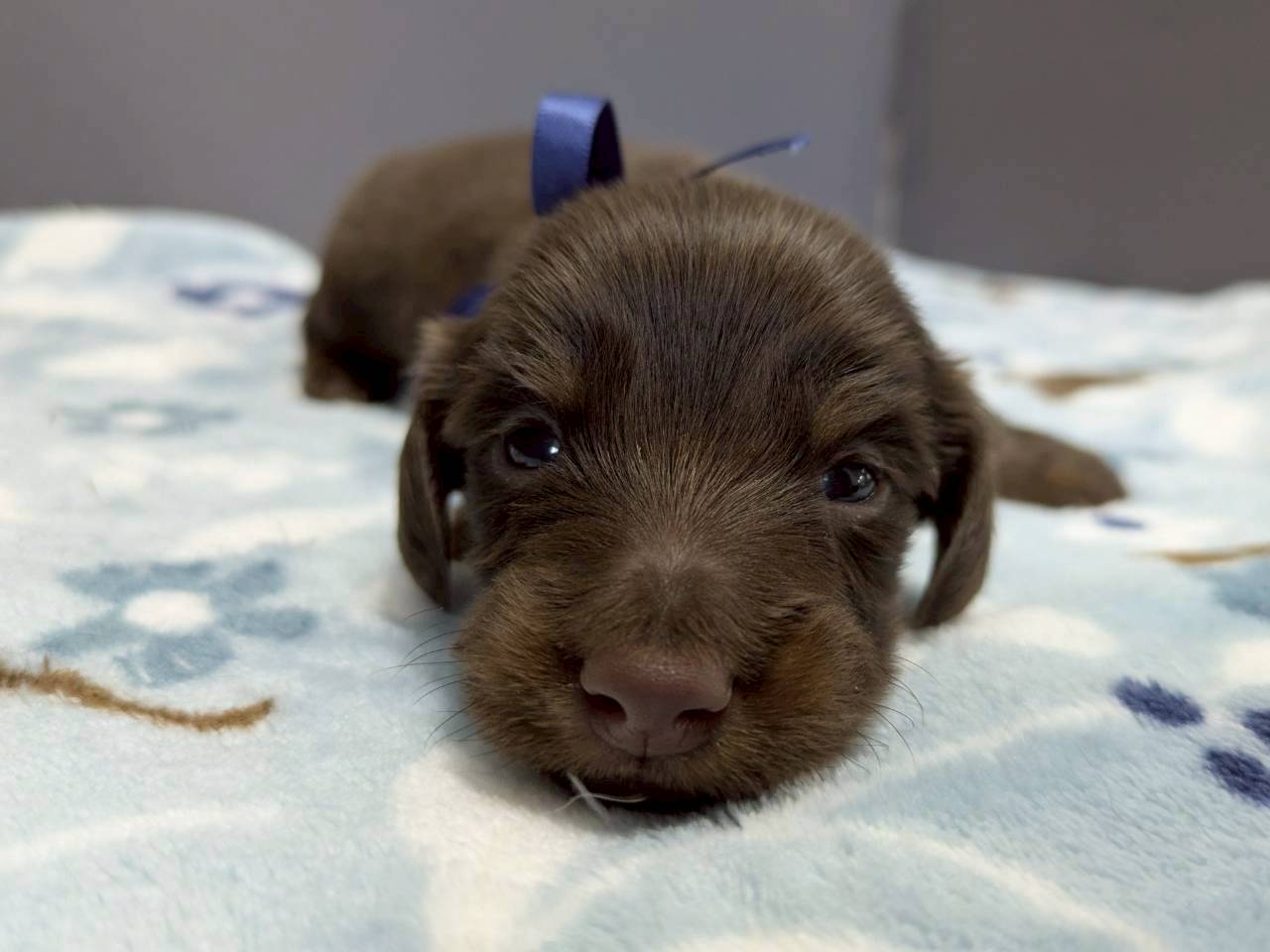 ミニチュア・ダックスフンド