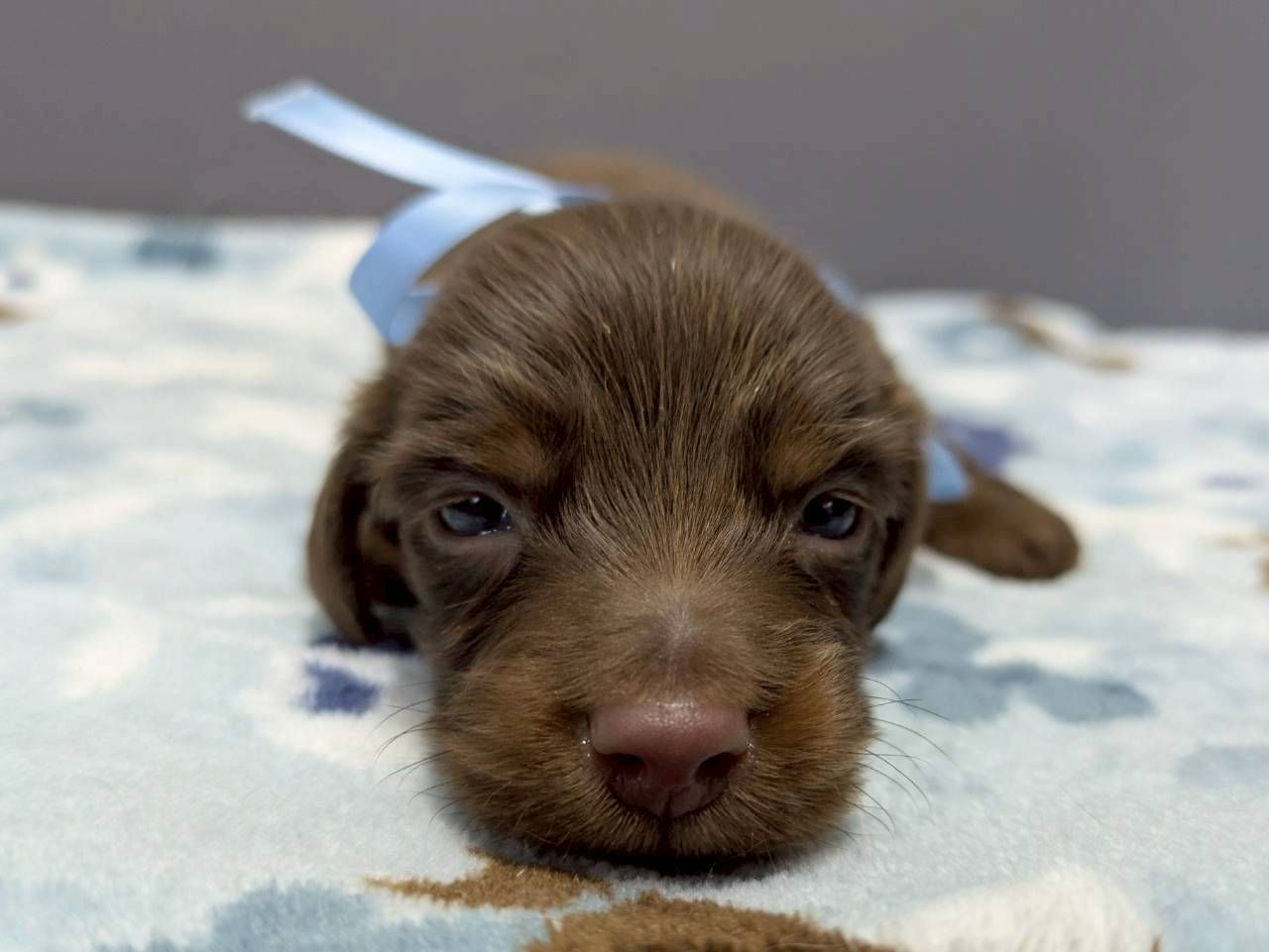 ミニチュア・ダックスフンド