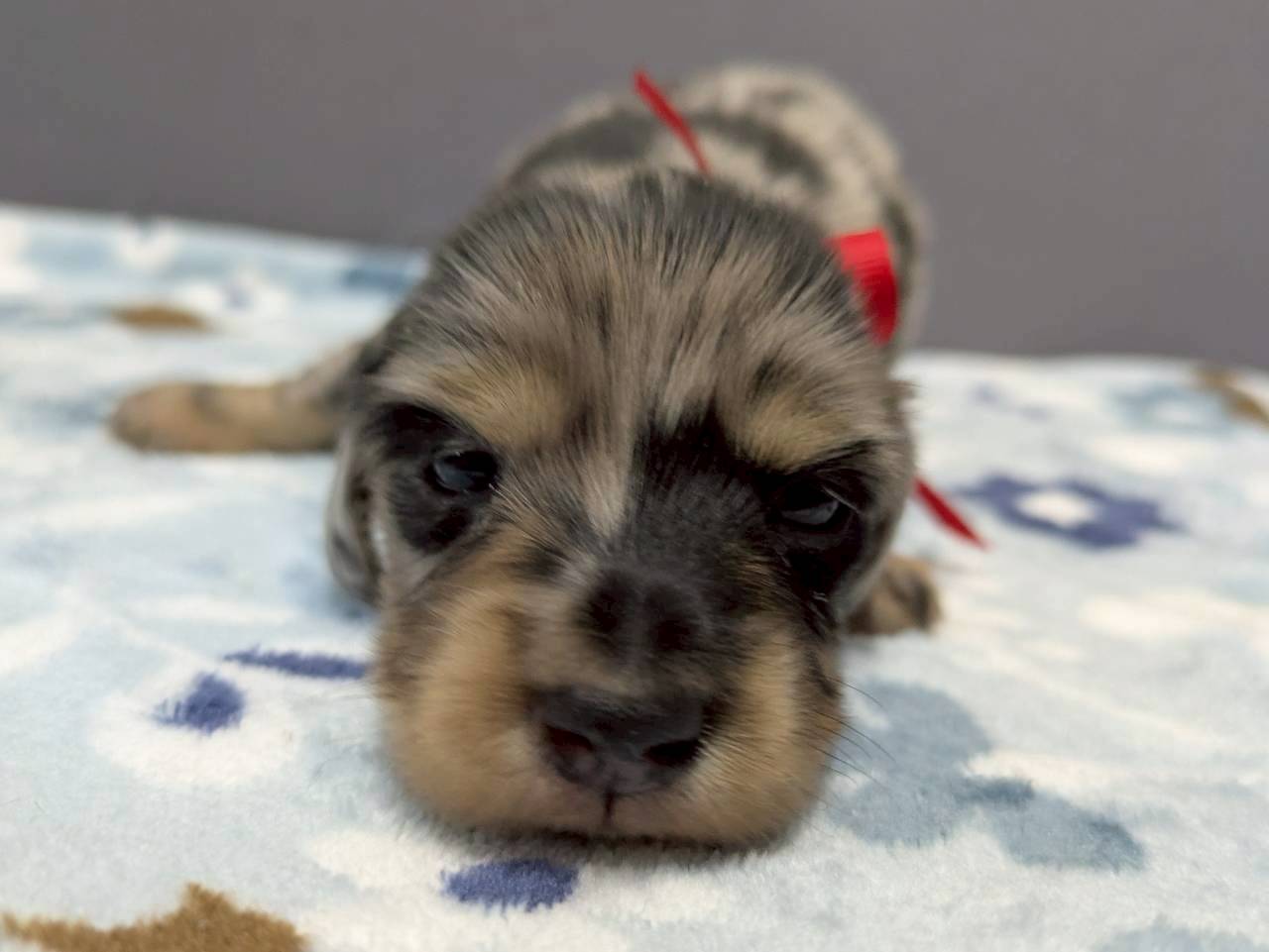 ミニチュア・ダックスフンド