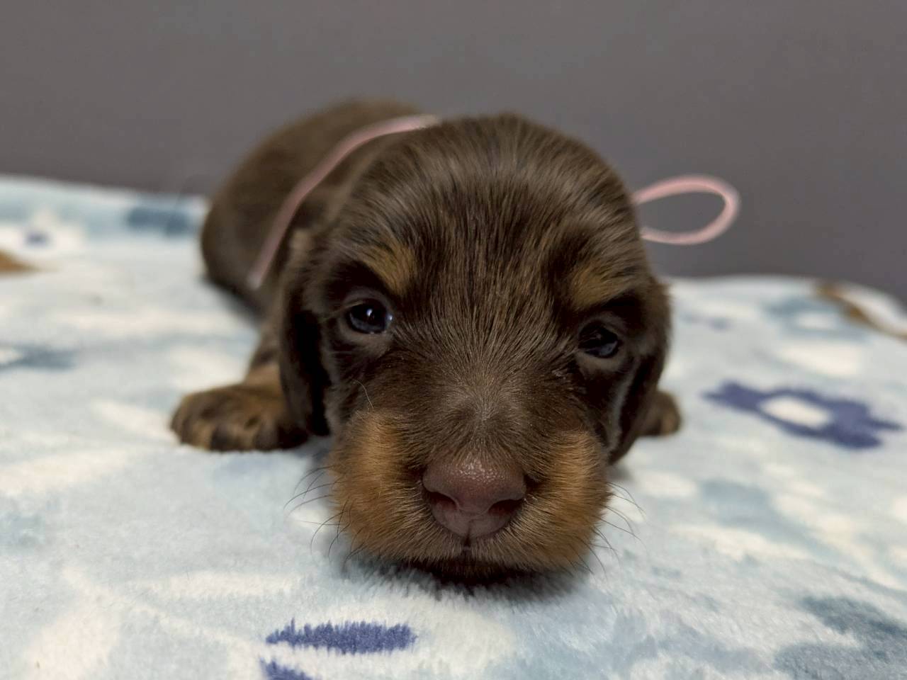 ミニチュア・ダックスフンド