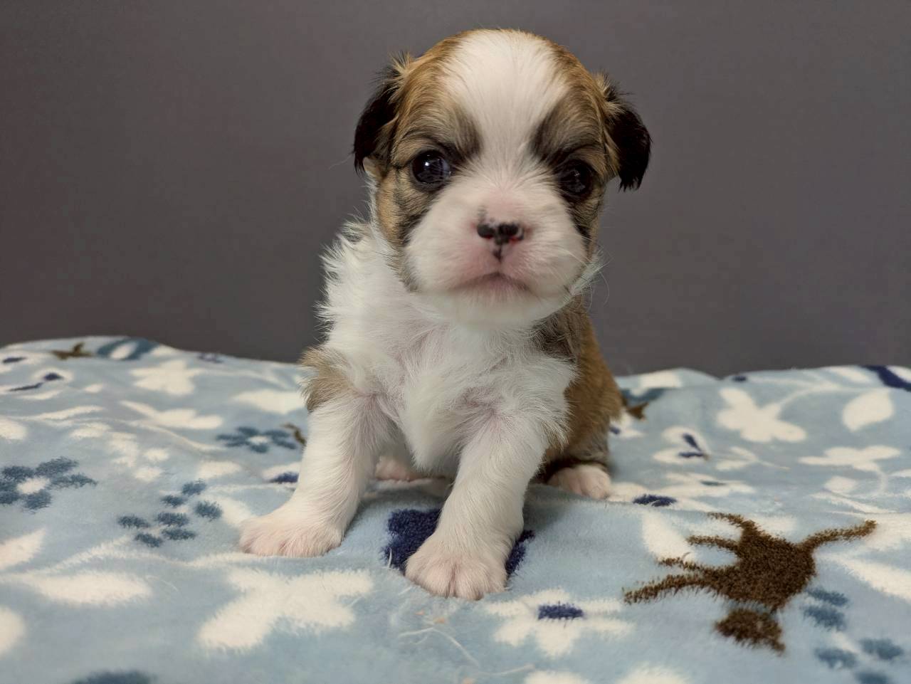 チワワ（ロングコート）