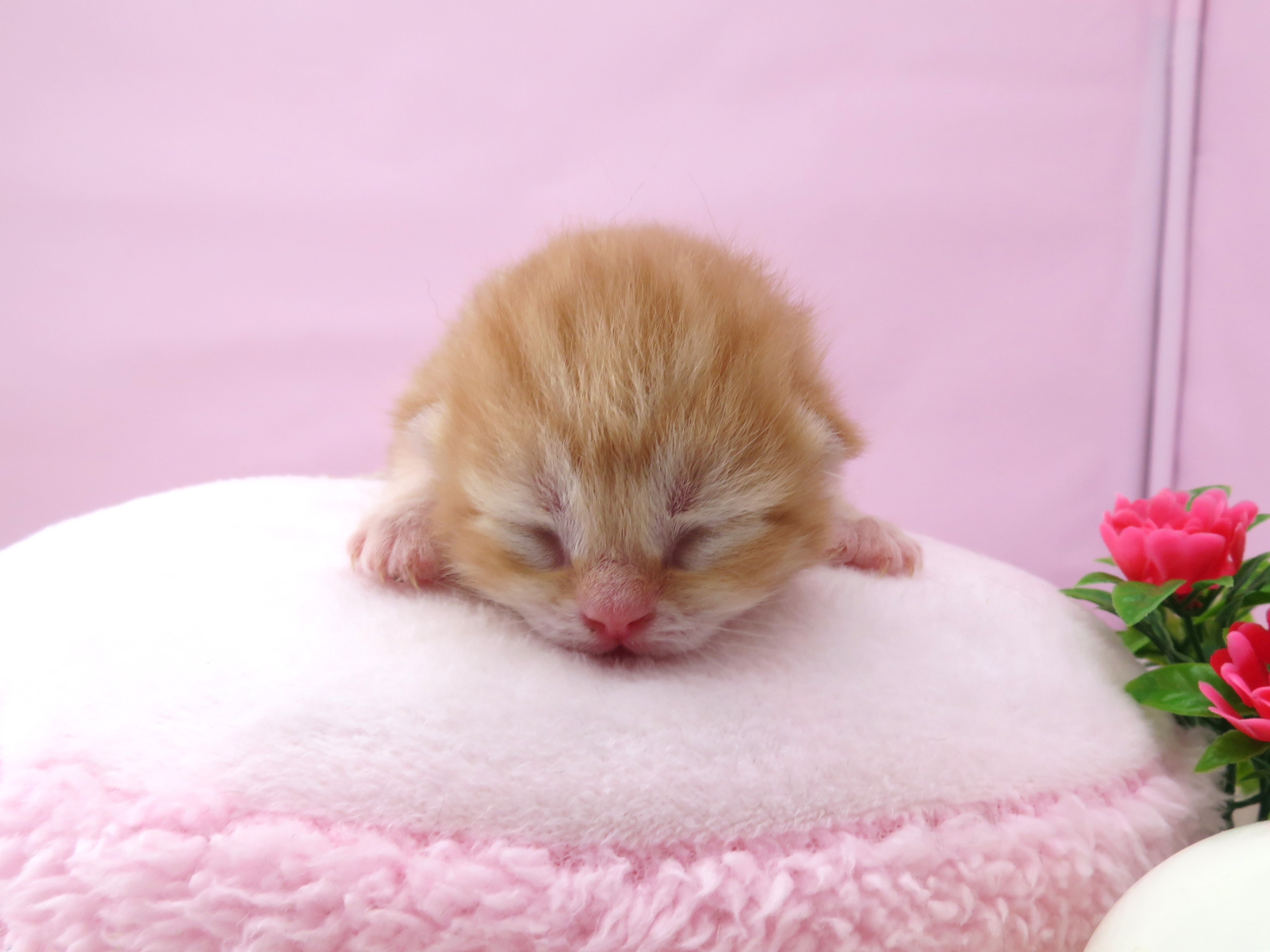 赤ちゃん写真1-1