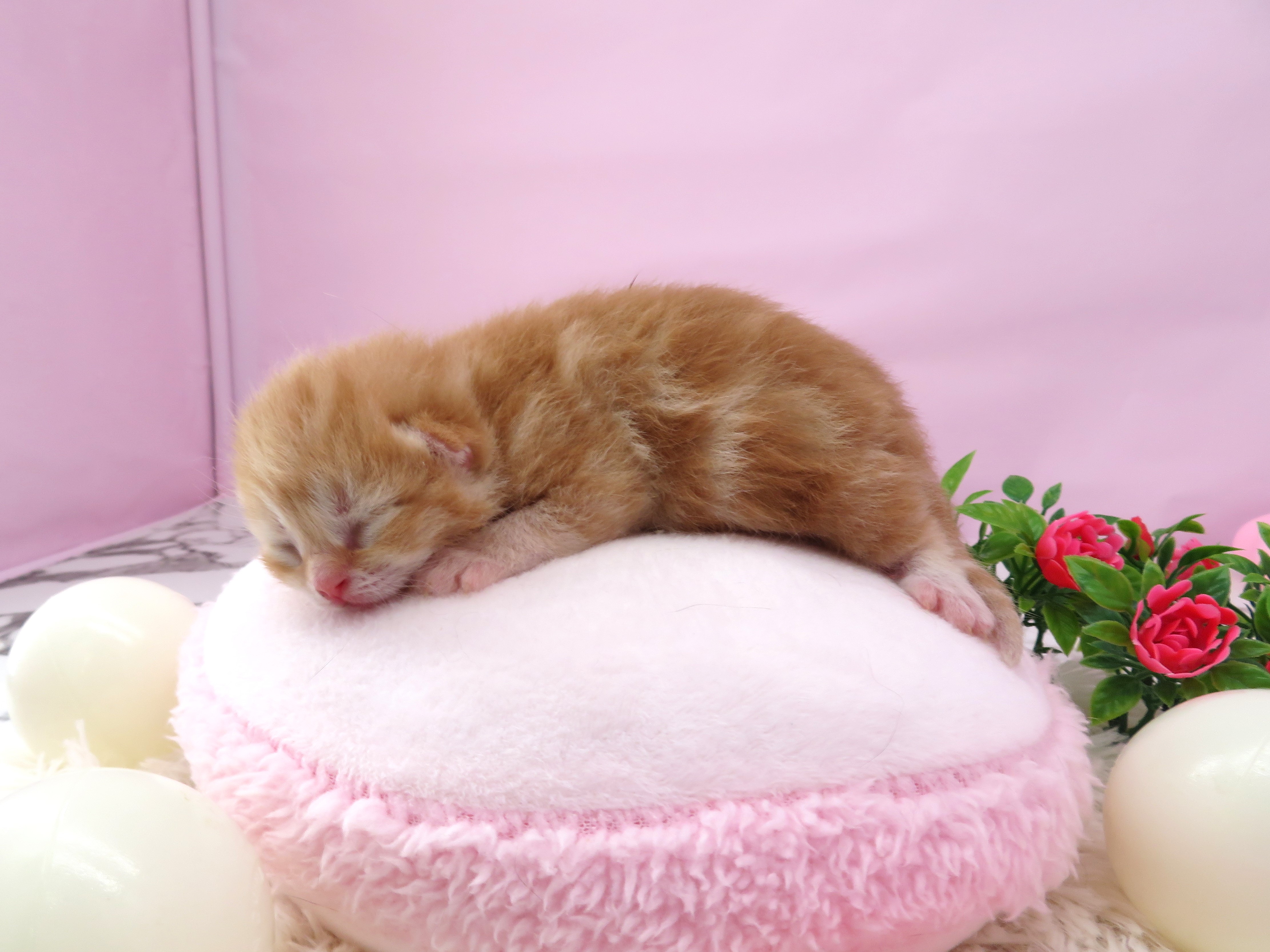 赤ちゃん写真1-2