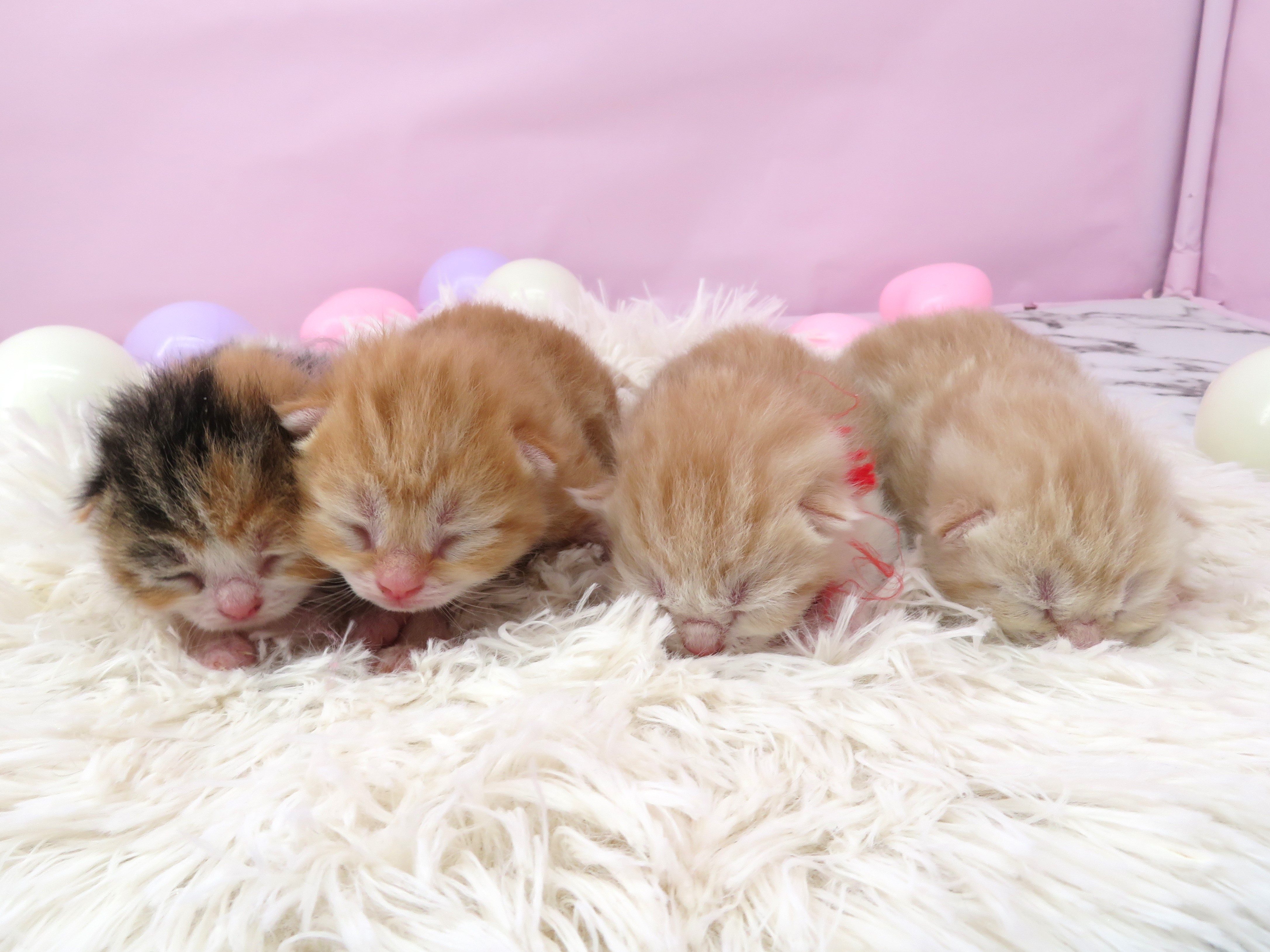 赤ちゃん写真1-3