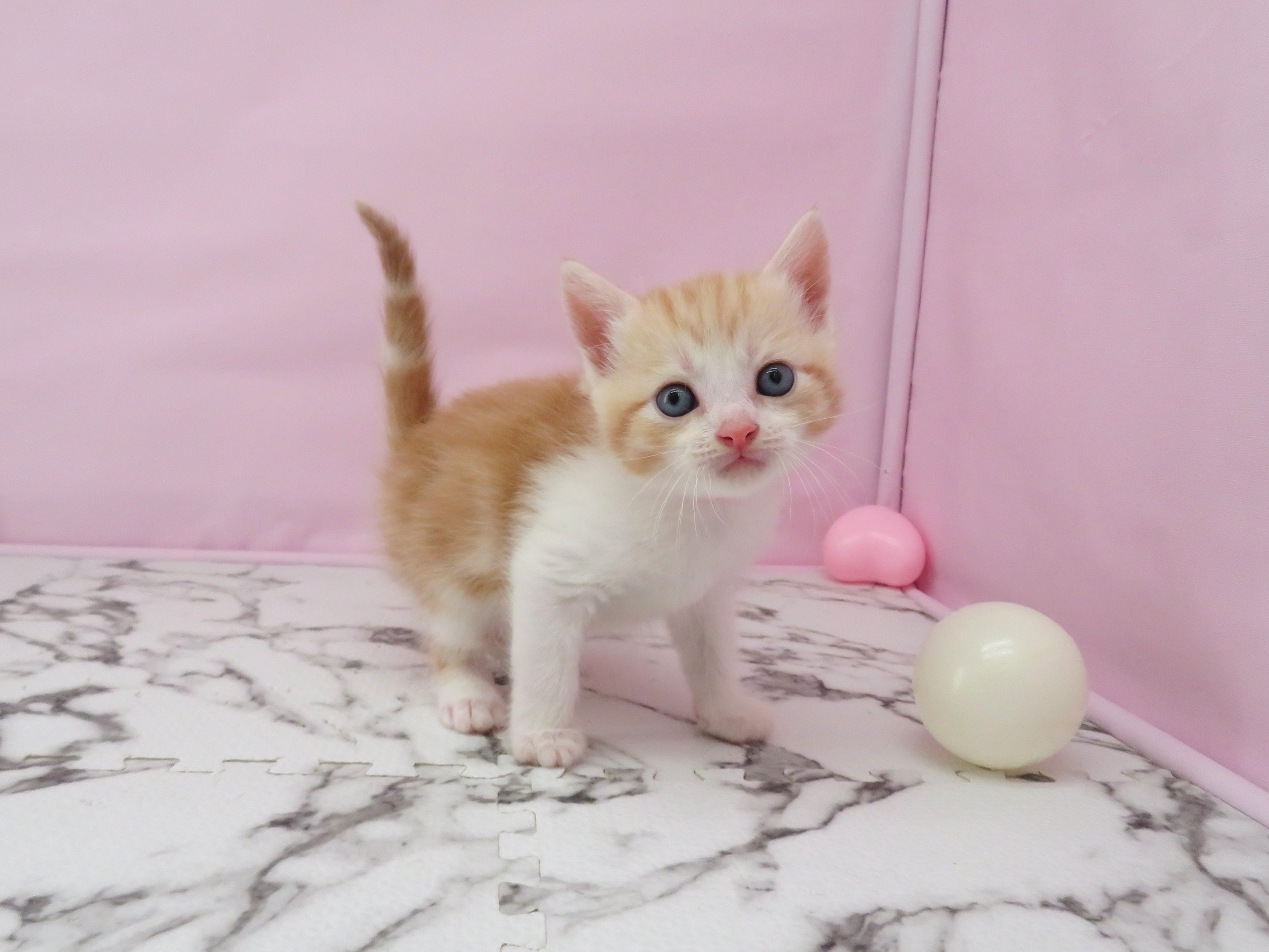 スコティッシュフォールド