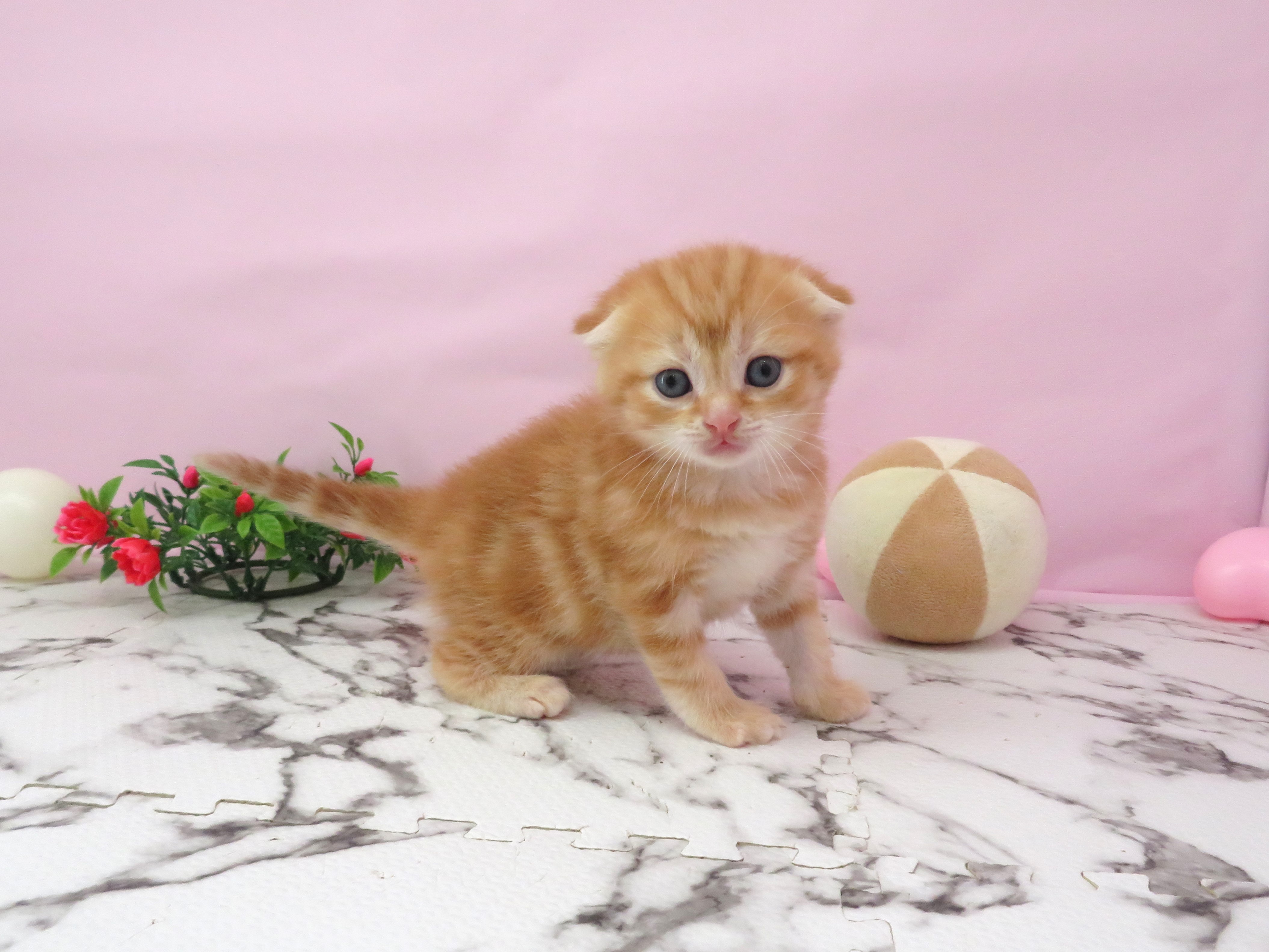 スコティッシュフォールド