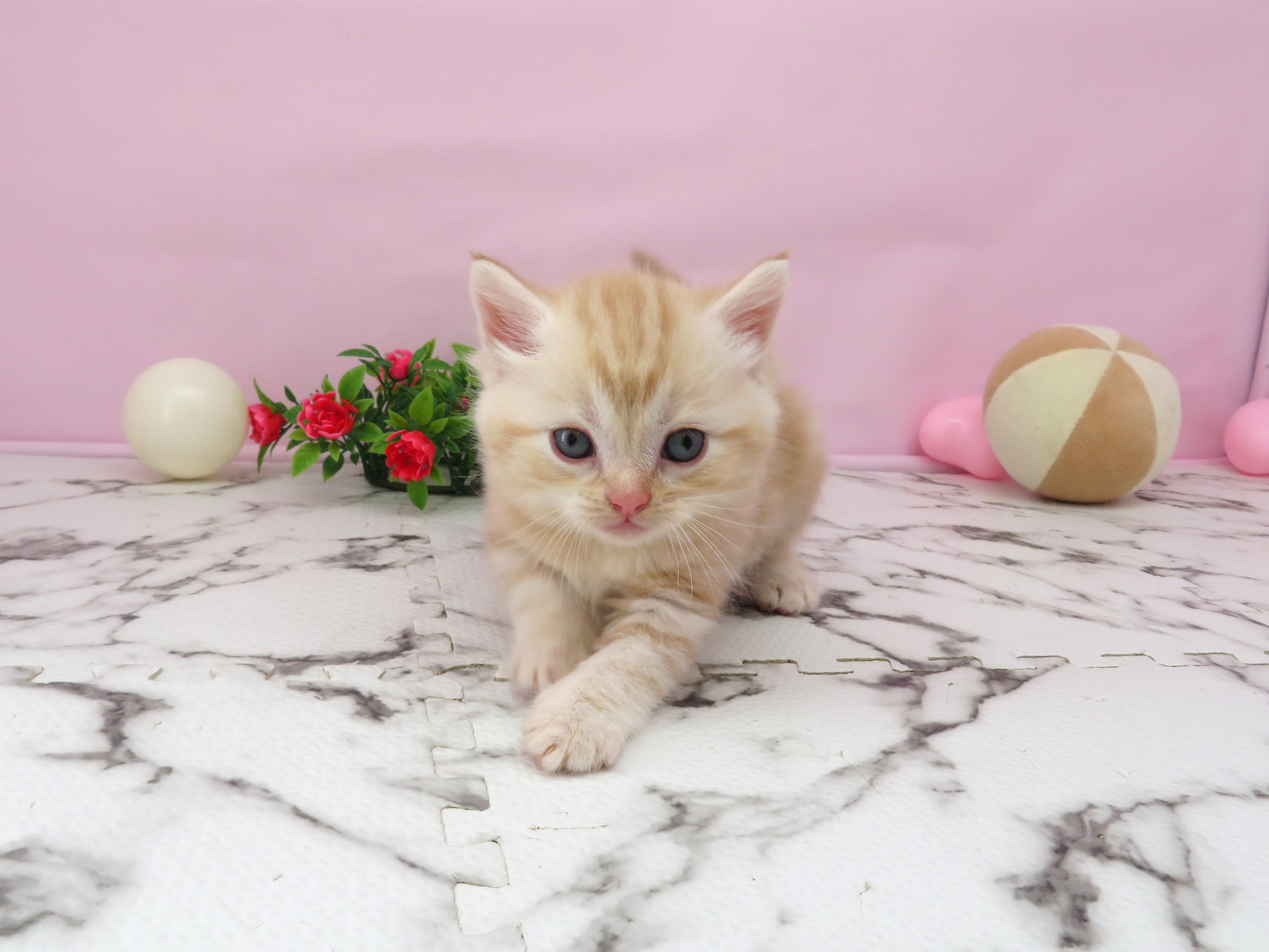 スコティッシュフォールド