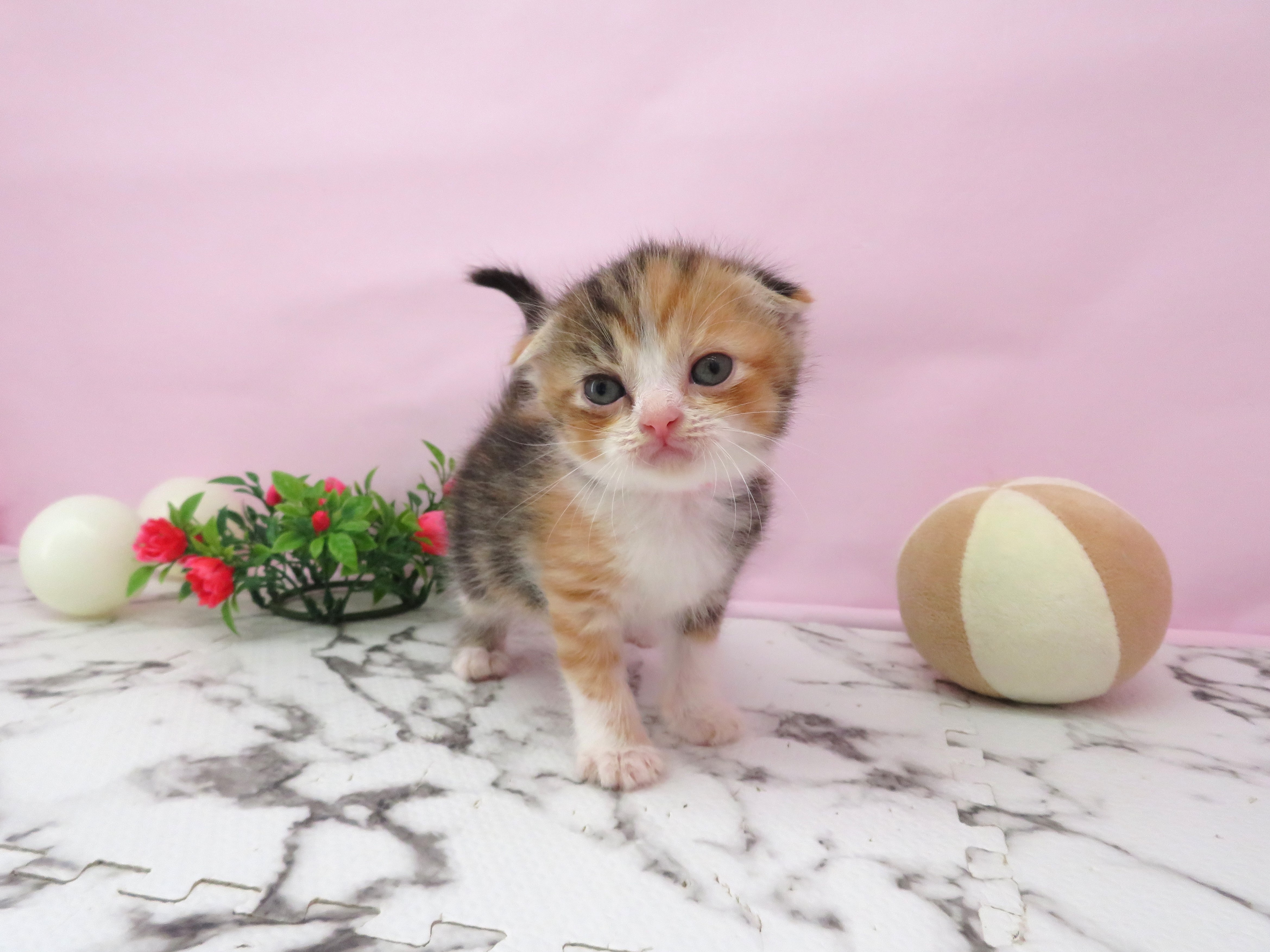 スコティッシュフォールド