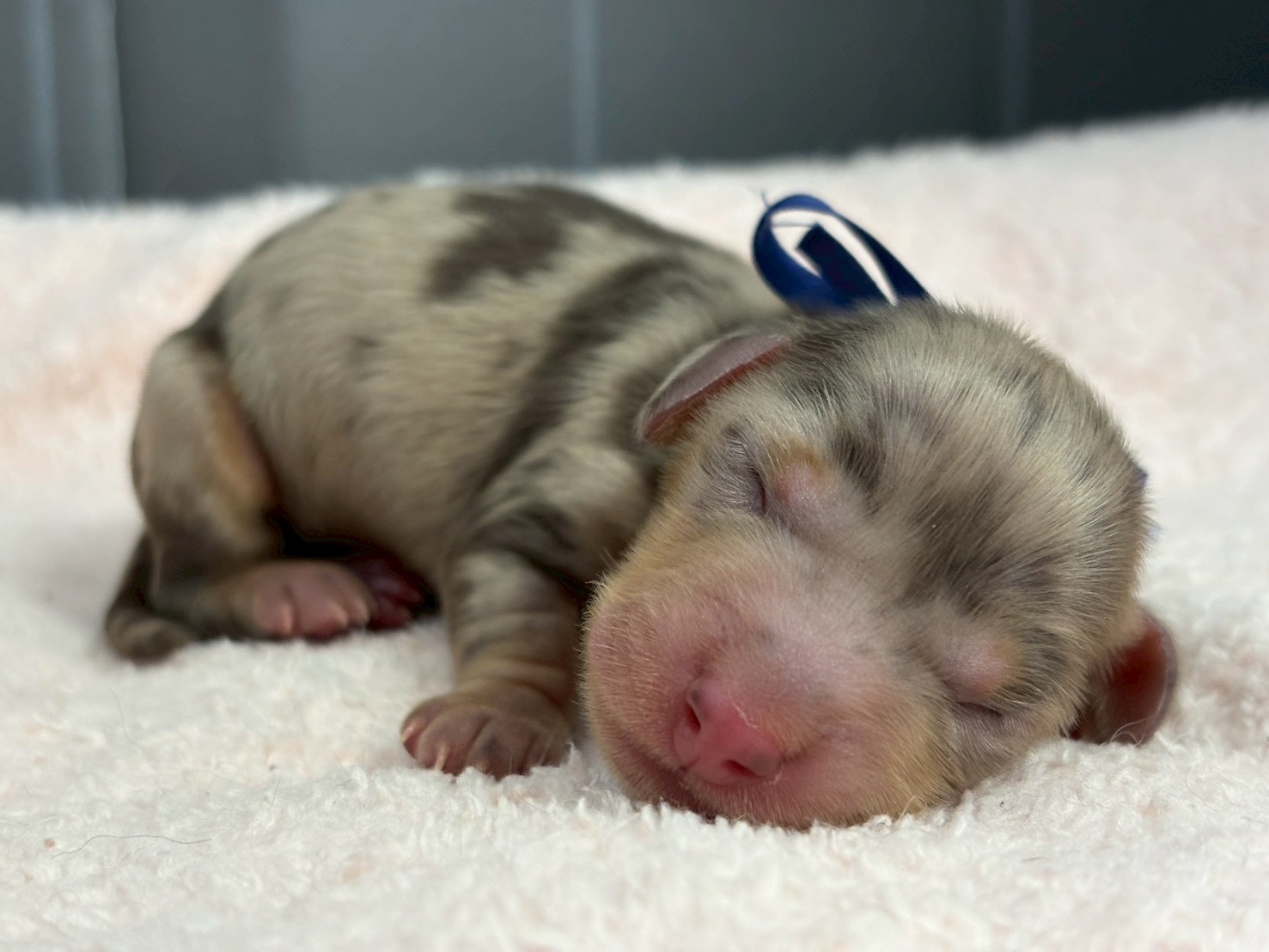 ミニチュア・ダックスフンド