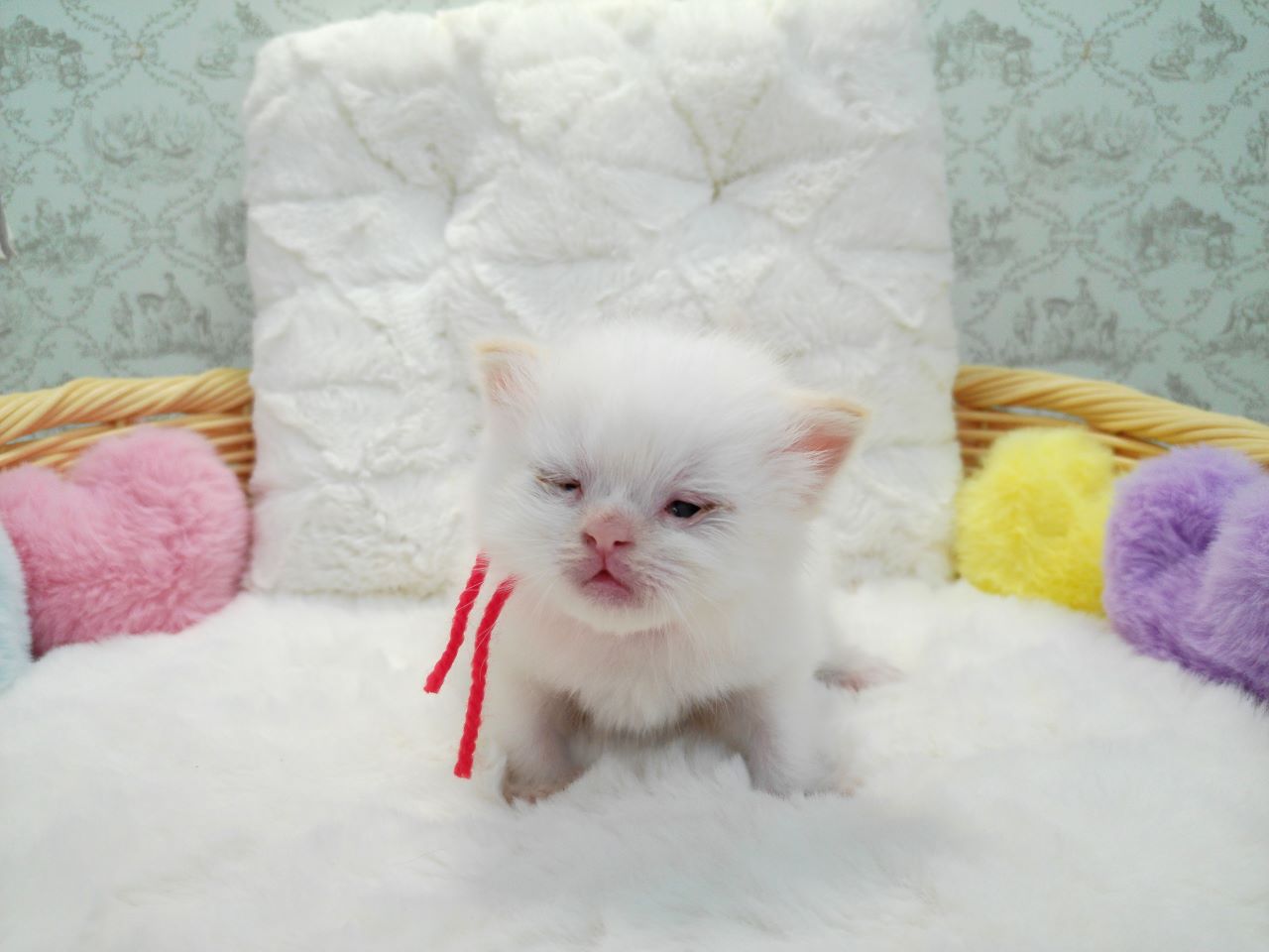 赤ちゃん写真1-1