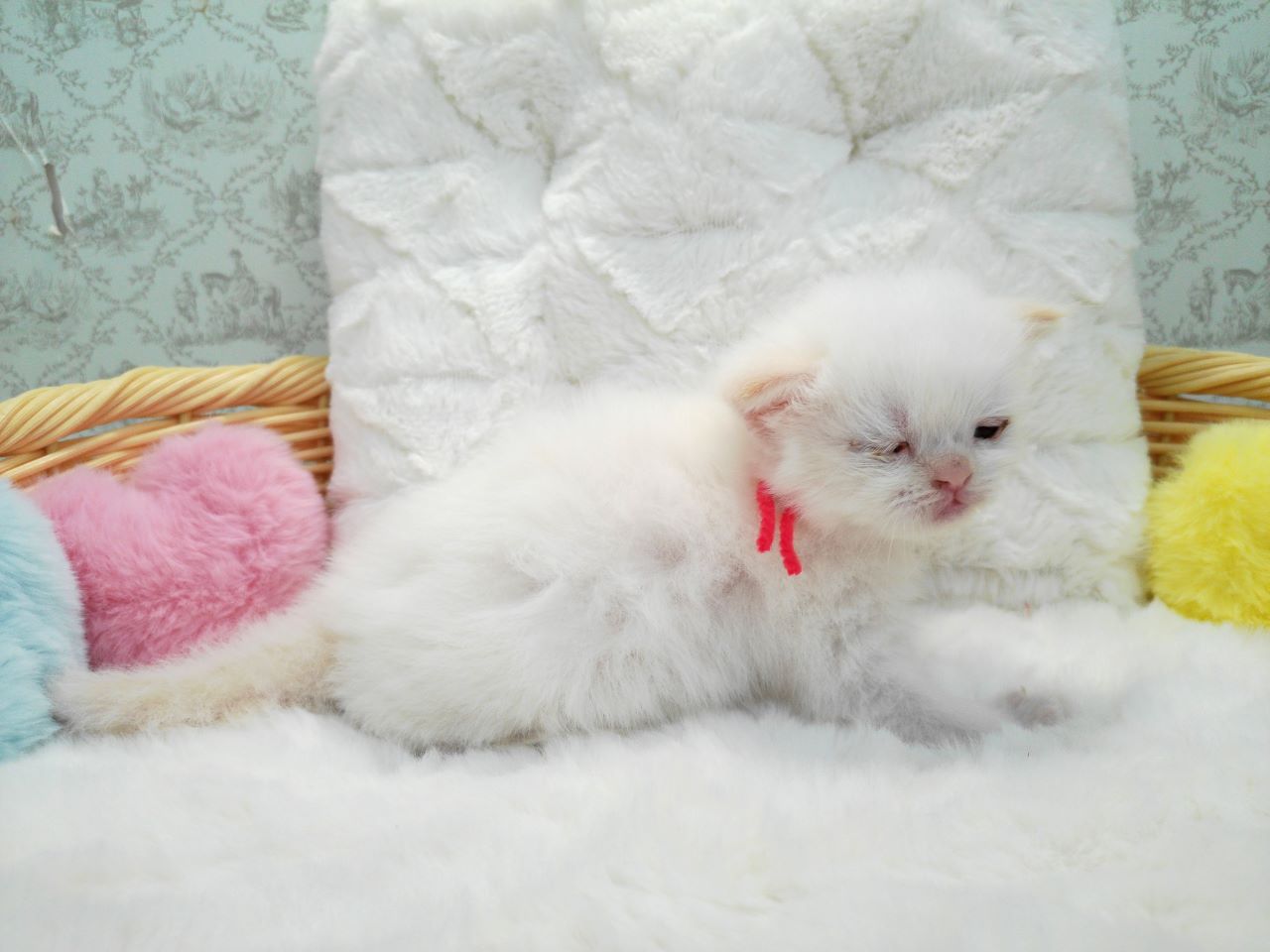 赤ちゃん写真1-2