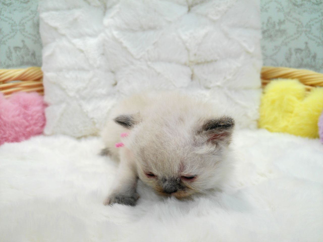 赤ちゃん写真1-1