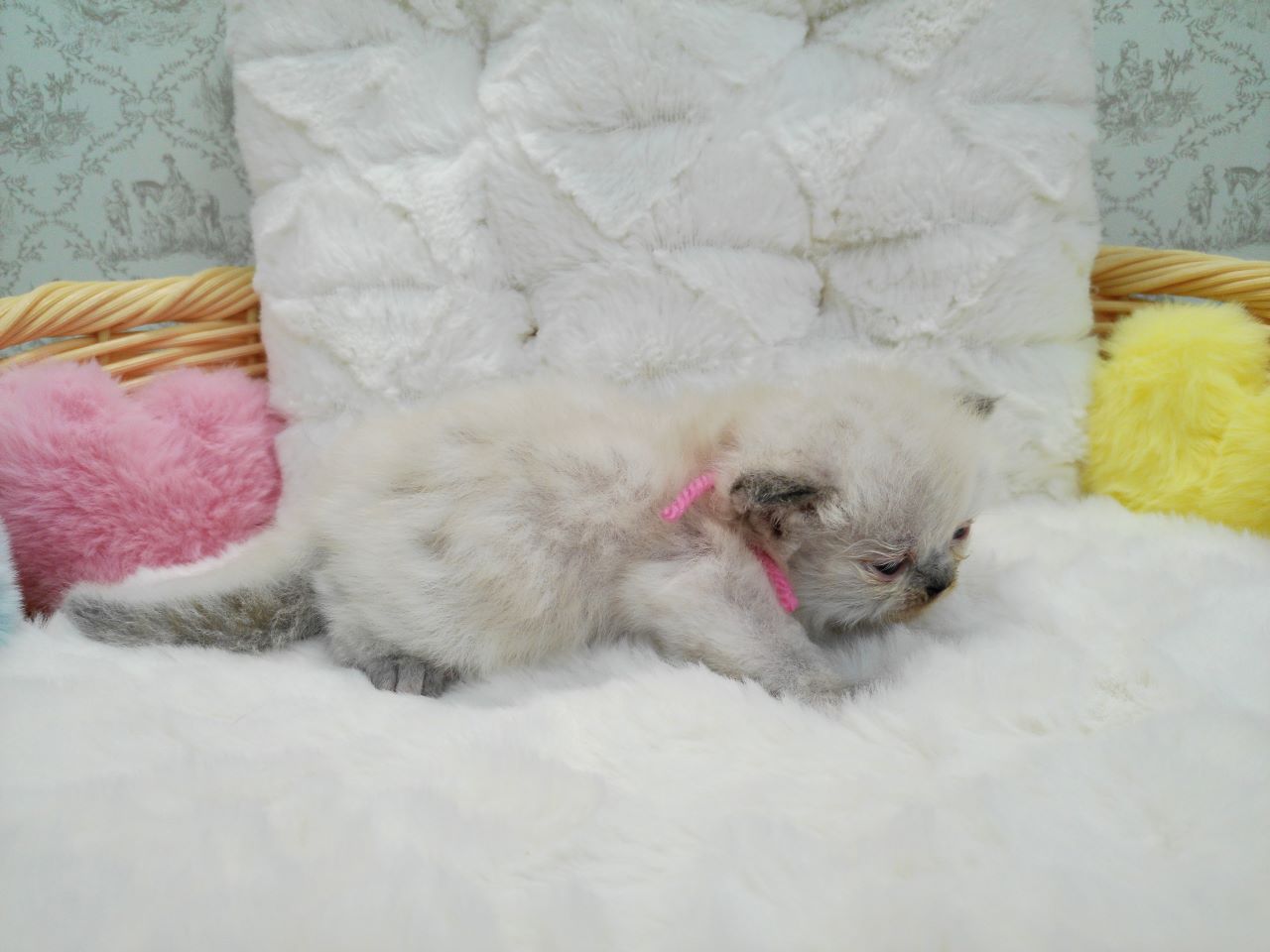 赤ちゃん写真1-2