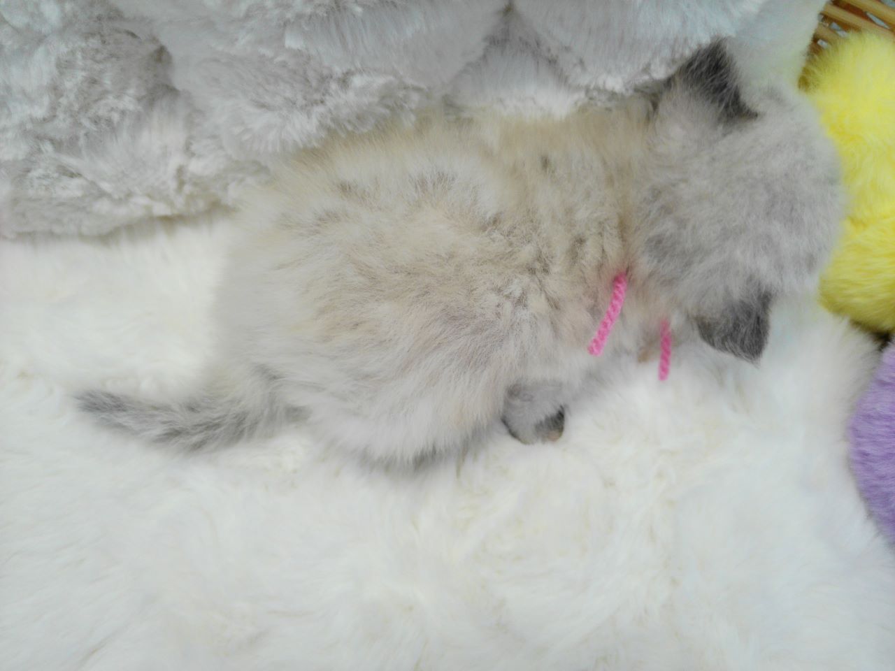 赤ちゃん写真1-3