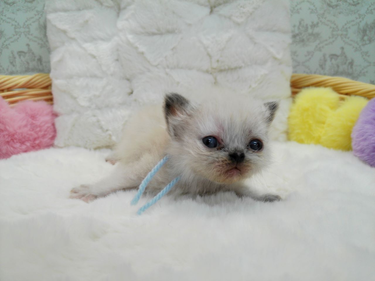 赤ちゃん写真1-1