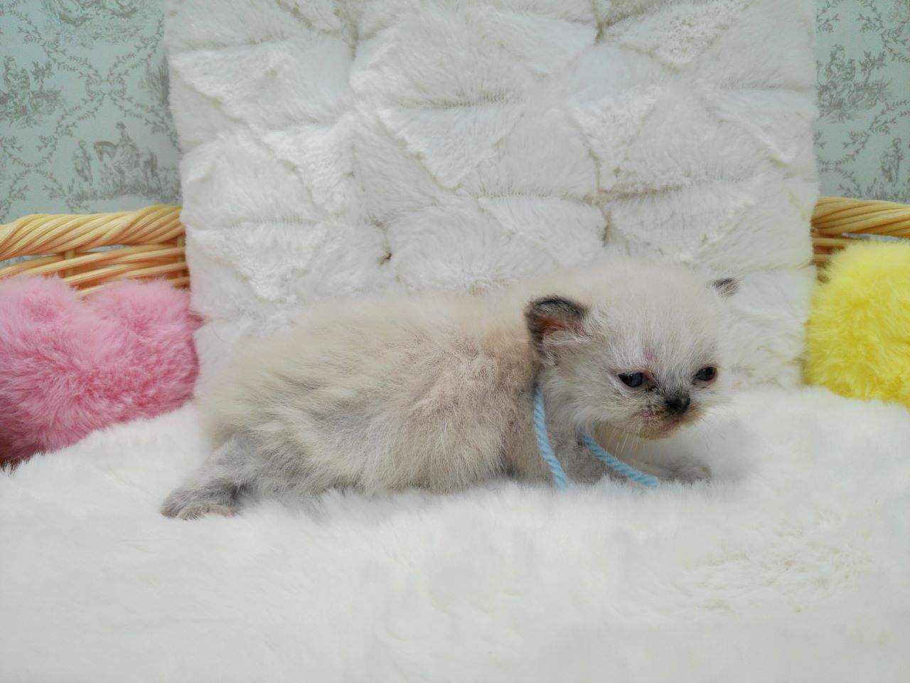 赤ちゃん写真1-2