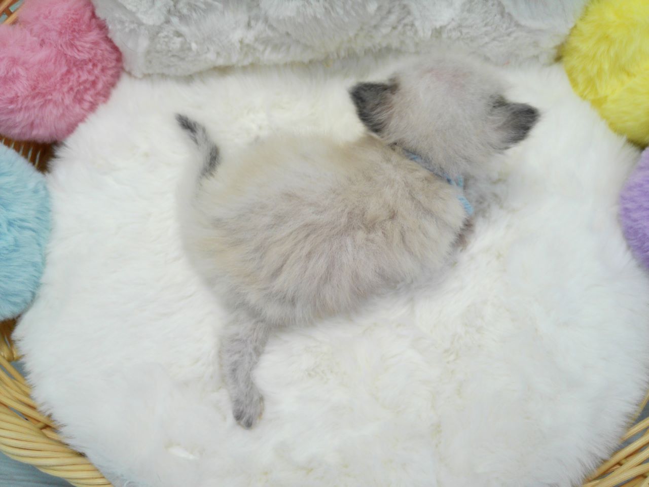 赤ちゃん写真1-3