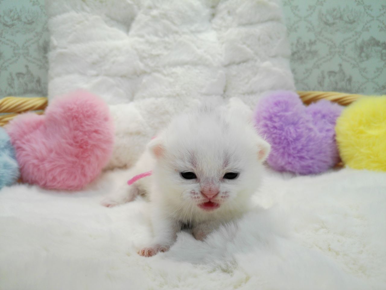 赤ちゃん写真1-1