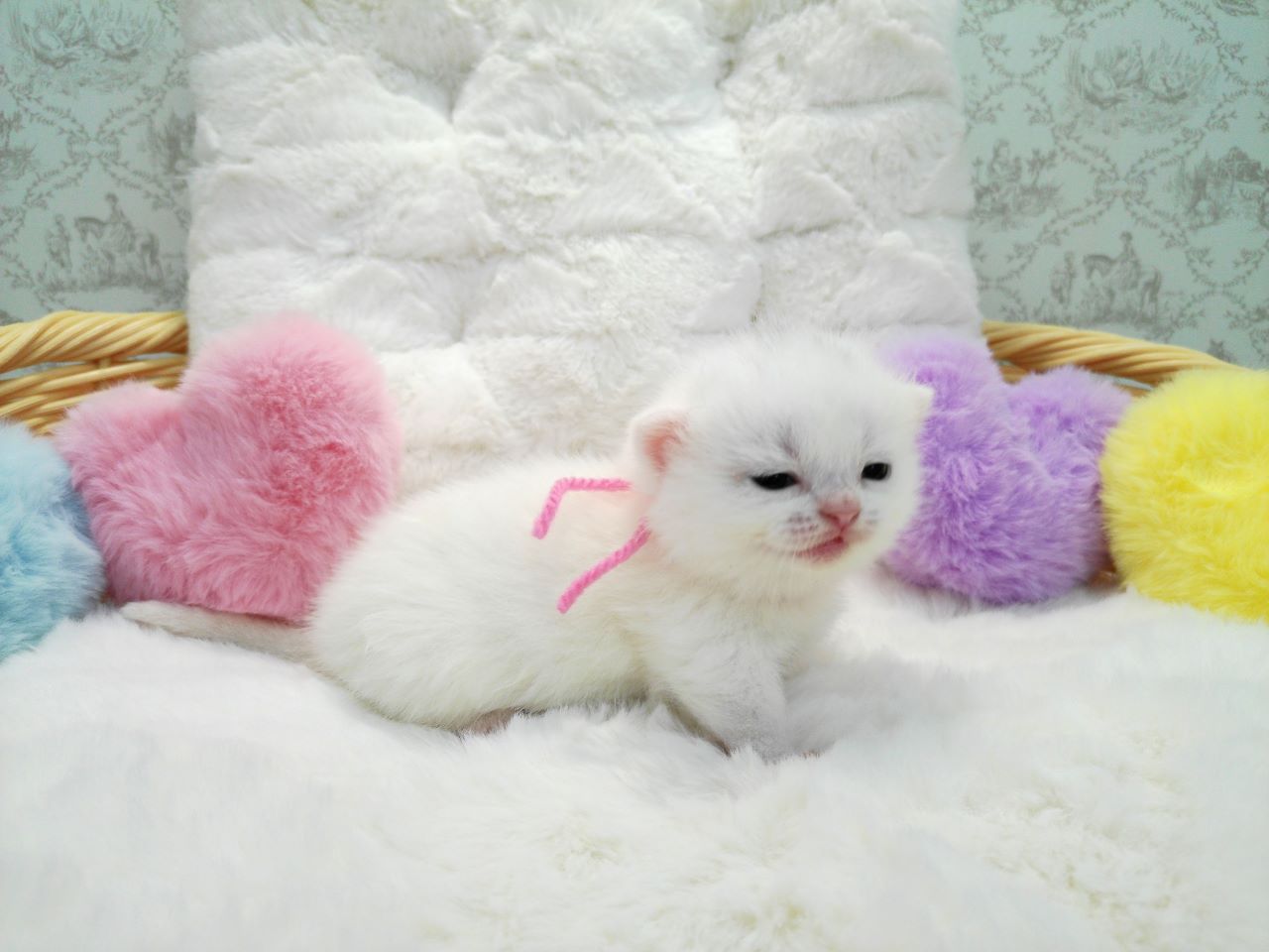 赤ちゃん写真1-2