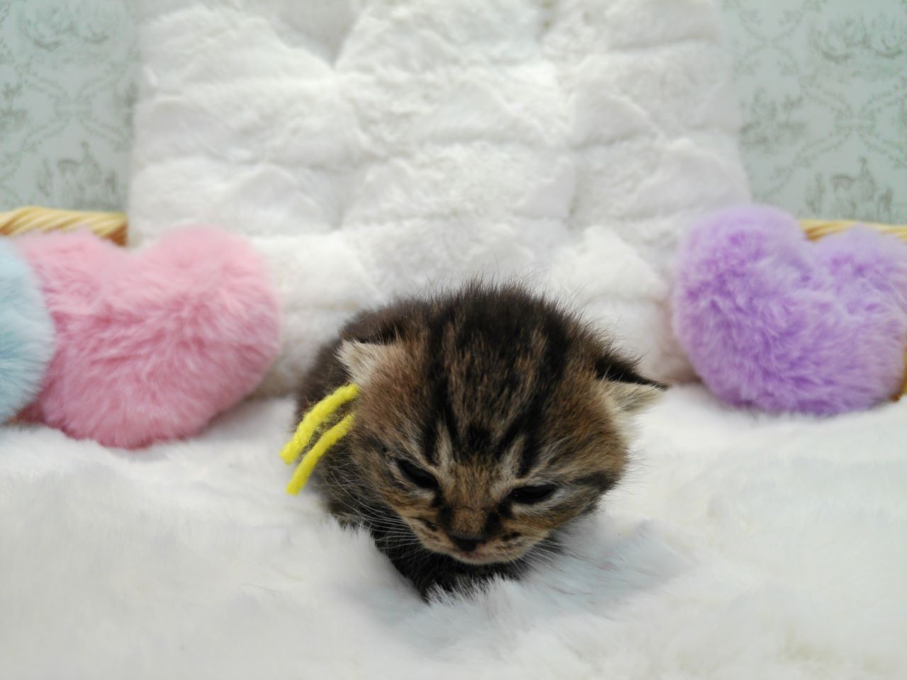 赤ちゃん写真1-1