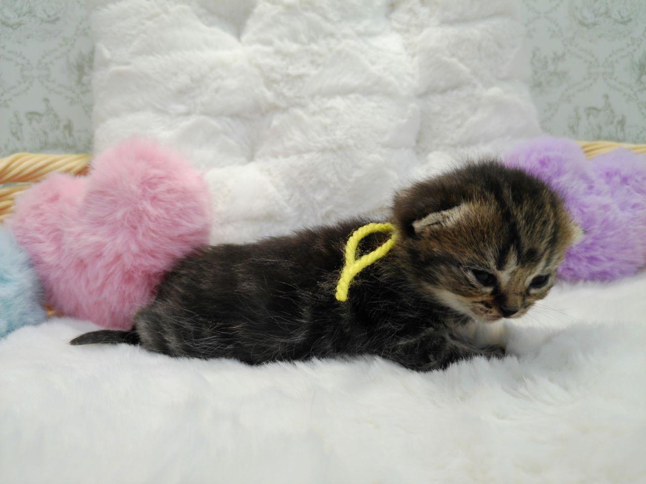 赤ちゃん写真1-2