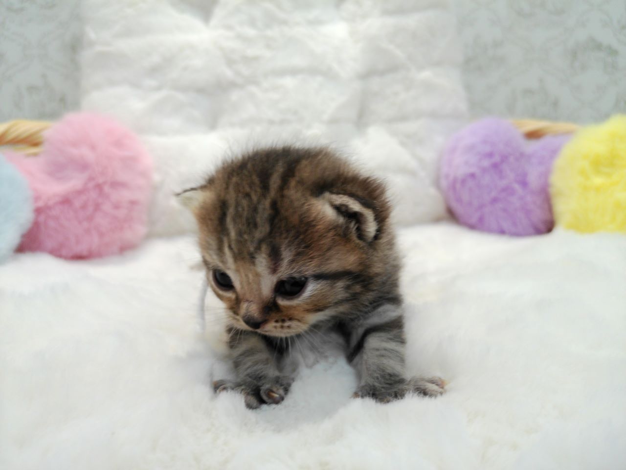 赤ちゃん写真1-1