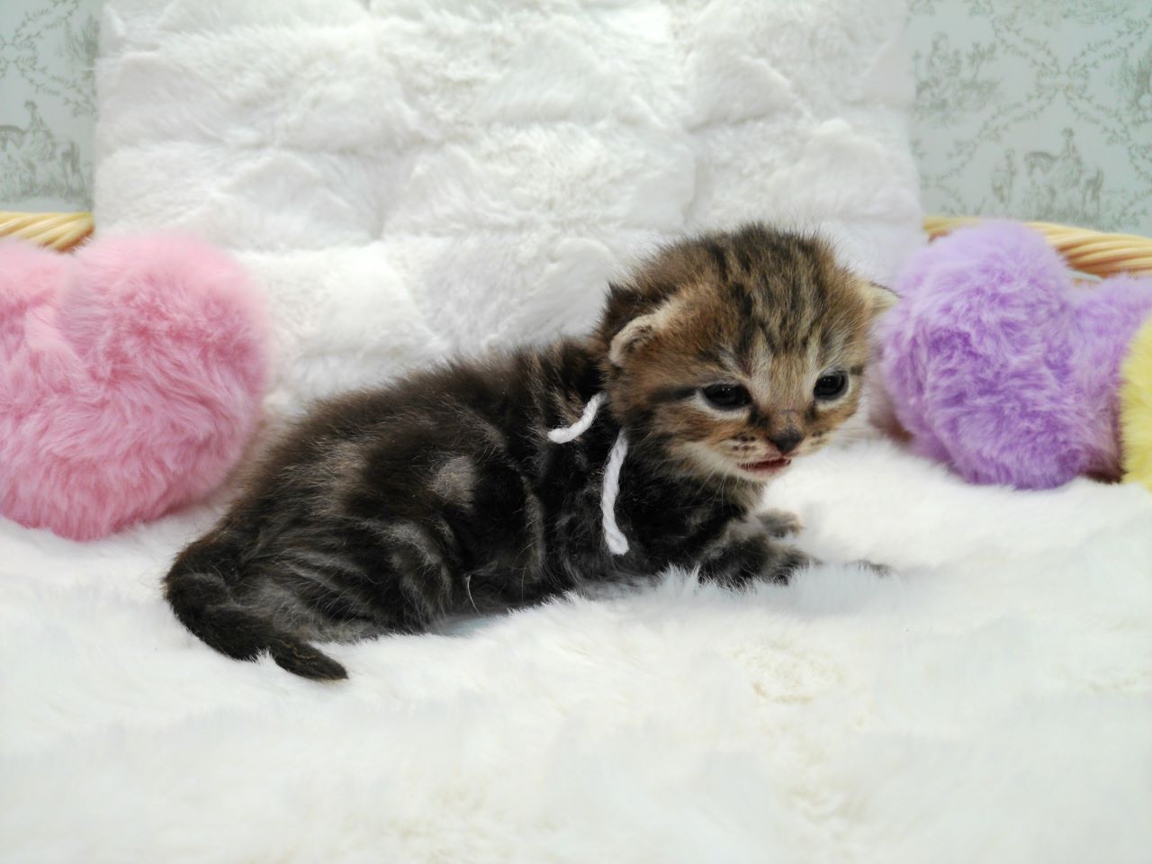 赤ちゃん写真1-2