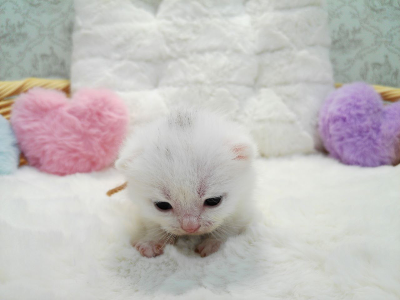 赤ちゃん写真1-1